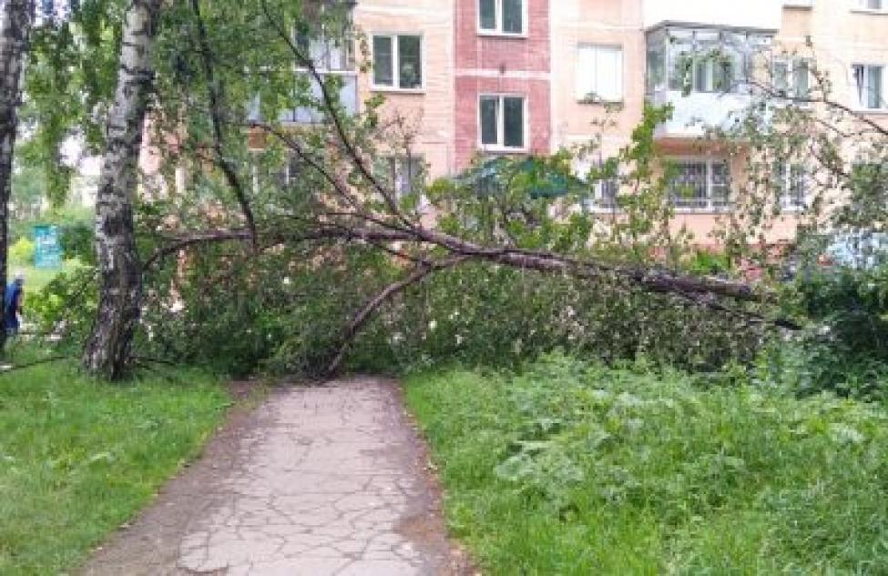Два дерева упали ночью во время грозы в Бердске