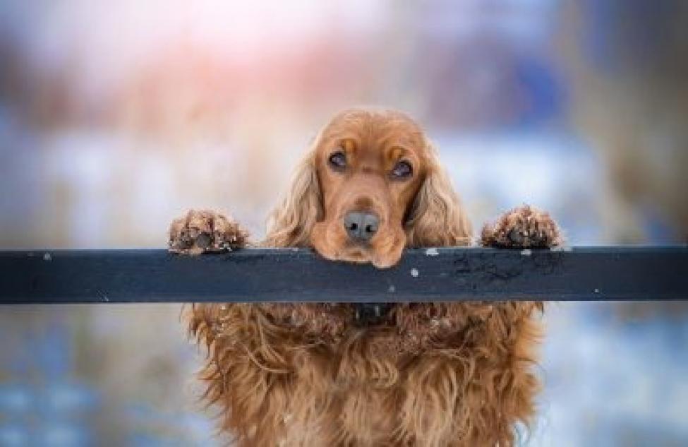 «Нашлась, моя хорошая!»: пенсионеру из Бердска вернули потерянную собаку
