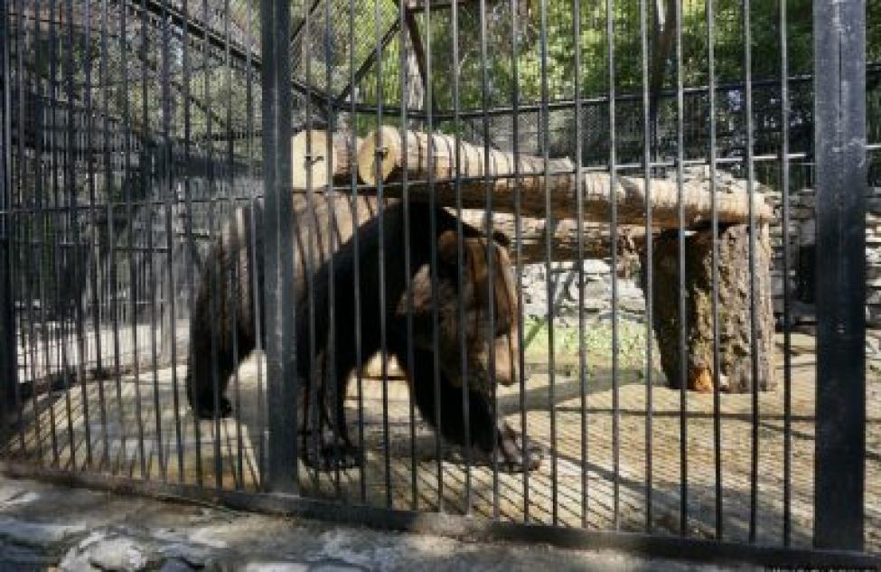 В новое жилье переедут медведи в Новосибирском зоопарке