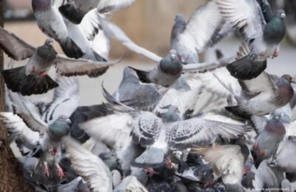 Кормить голубей в Бердске запрещается?