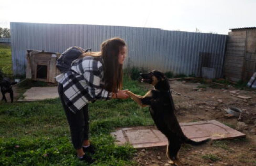 «Им остается только «НАДЕЖДА» — юнкоры «ПикНика» из Бердска заглянули в глаза бездомным собакам и кошкам