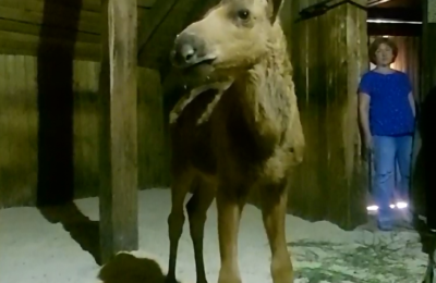 Спасенного лосенка-сироту передали в Новосибирский зоопарк