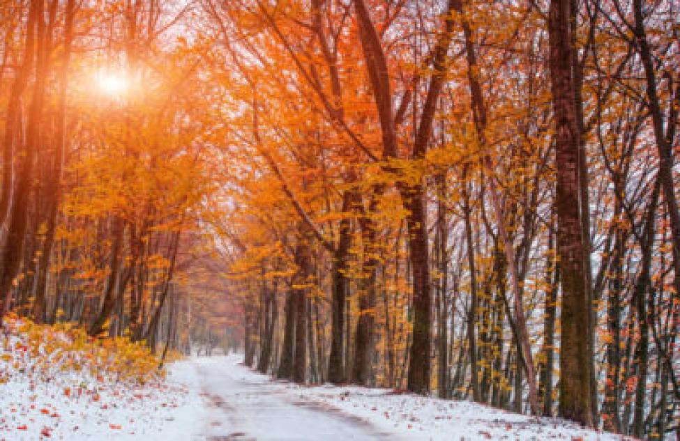 Теплее обычного будет ноябрь в этом году в Новосибирской области