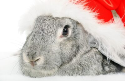 Новогоднее фото с символом года – 2023 Кроликом опасно для здоровья животного
