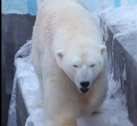 Бассейны в вольерах белых медведей в Новосибирском зоопарке заполняют водой