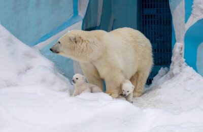 Конкурс на лучшие имена для медвежат объявили в зоопарке Новосибирска