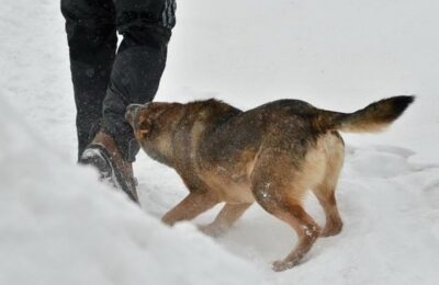 В Новосибирской области ужесточат наказания за нападения собак на людей