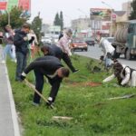 В Бердске высаживают аллею необычных деревьев