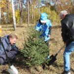 В сквере “Солнышко” у бердского роддома высадили 245 деревьев