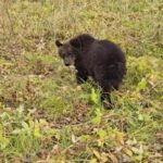 Спасенного медвежонка выпустили в природу заказника в области