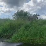 В воде, грязи и норах прячутся от жары лоси, медведи и косули в Новосибирской области летом