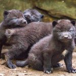 В Новосибирском зоопарке родились канадские волчата