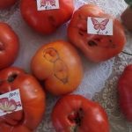 Бердчанка вырастила рекордный урожай великанских помидоров