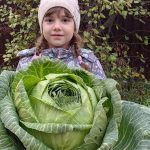 Гигантскую капусту вырастила бердчанка
