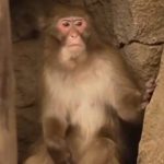 Снежные обезьяны появились в Новосибирском зоопарке