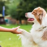 Реализацию закона об обращении с животными без хозяев в Новосибирской области поставят под строгий общественный контроль