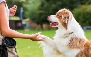 Реализацию закона об обращении с животными без хозяев в Новосибирской области поставят под строгий общественный контроль