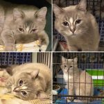 Кот с голубыми глазами ищет хозяина в Бердске