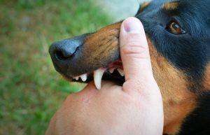 Взыскан моральный вред в пользу укушенного бездомной собакой ребенка