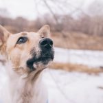 Ребенка в Искитиме под Новосибирском укусила бездомная собака