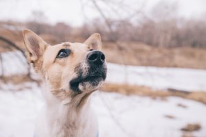 Ребенка в Искитиме под Новосибирском укусила бездомная собака
