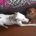 Горе-хозяева из Бердска привязали собаку к столбу в центре города