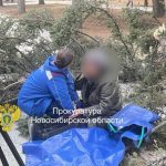 Дерево упало на пожилую пару в Новосибирске