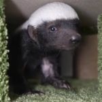 Самка медоеда отказалась от своего детеныша в зоопарке