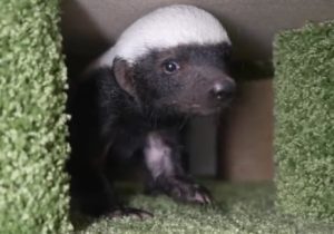 Самка медоеда отказалась от своего детеныша в зоопарке