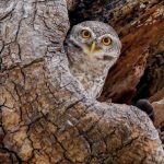 Редкую птицу встретил бердчанин в лесу