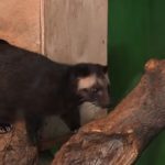 Детеныши масковых пальмовых циветт появились на свет в зоопарке Новосибирска