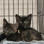 Двух котят выбросили в пакете в мороз на улицу в Бердске