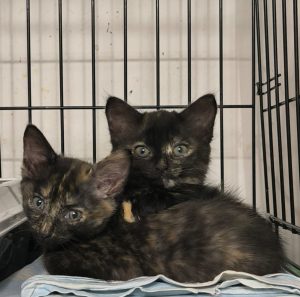 Двух котят выбросили в пакете в мороз на улицу в Бердске