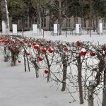 «Бердские новости» объявляет перекличку новогодних превращений