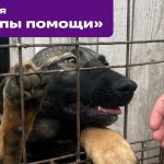 В Бердске продолжается акция «Лапы помощи» для животных приюта «Надежда»