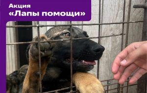 В Бердске продолжается акция «Лапы помощи» для животных приюта «Надежда»