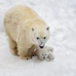 Белые медведи Герда и Кай снова стали родителями