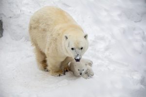 Белые медведи Герда и Кай снова стали родителями