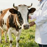 Допвыплаты получат жители региона, утратившие сельскохозяйственных животных