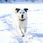 Бердчанам напомнили, что за самовыгул собак могут оштрафовать