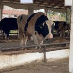 Открылись пункты помощи жителям в районах, в которых изымали сельхозживотных