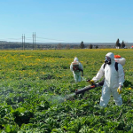 Борьба с борщевиком имеет новые законодательные способы