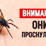 Бердчанам сообщают: «Клещи проснулись и готовы нападать!»