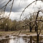 Бердчан предупредили о резком ухудшении погоды: порывы ветра и град