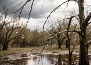Бердчан предупредили о резком ухудшении погоды: порывы ветра и град