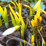 Редкий цветок вырастила бердчанка на клумбе