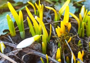 Редкий цветок вырастила бердчанка на клумбе