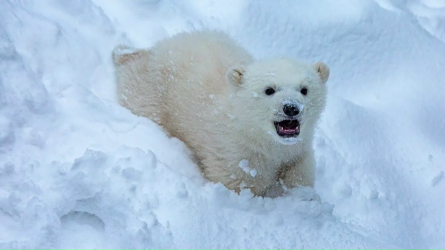 В Новосибирском зоопарке рассказали о поле белого медвежонка