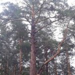 Сосна-долгожитель из Бердска борется за звание «Российское дерево года»