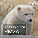 Белого медвежонка из зоопарка Новосибирска назвали Умкой
